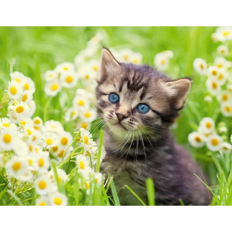 Rompecabezas de Michi de 500 Piezas<La Casa de la Educadora Discount